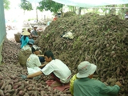 Thương lái Trung Quốc “làm giá” khoai lang