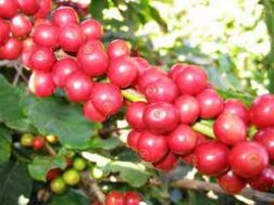 Cục Sở hữu trí tuệ vạch rõ Vinacafe Biên Hòa lừa dối