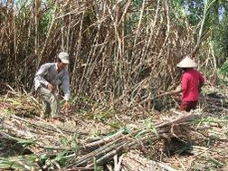 Mía thu hoạch cuối vụ rớt giá mạnh