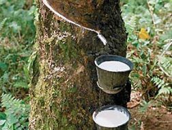 Nông sản Việt lo mất thị phần