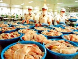 Xuất khẩu cá tra sang Mỹ có thể chững lại sau quyết định của DOC 