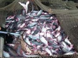 Có cách thắng kiện chống bán phá giá cá tra