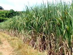 Đường rớt giá vẫn phải bán tháo 