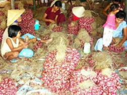 Hành tím Vĩnh Châu bí đầu ra