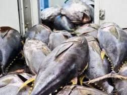 Ngư dân khổ vì cá ngừ đại dương rớt giá