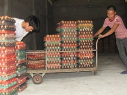  Tại trang trại của ông Đinh Sỹ Chung (xã Yên Sơn, thị xã Tam Điệp, Ninh Bình) đang tồn kho hơn 300.000 quả trứng.
