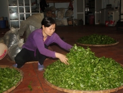 "Lộ" công nghệ làm trà "siêu" đắt