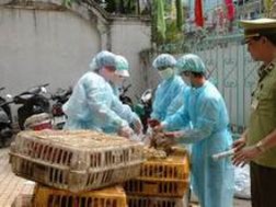 Nghiêm cấm vận chuyển gia cầm qua biên giới các tỉnh phía Bắc