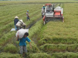 Đã ký hợp đồng 3,5 triệu tấn gạo xuất khẩu