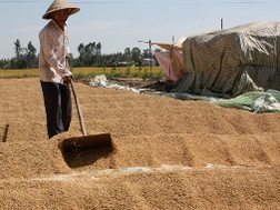 &ldquo;Rào&rdquo; thị trường xuất khẩu gạo: lợi bất cập hại