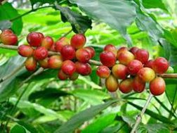 Giá cà phê và “bẫy” thời tiết