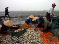 Người dân H.Hậu Lộc đang cố vớt vát những con ngao còn lại của vụ nuôi thất bát - Ảnh: N.M