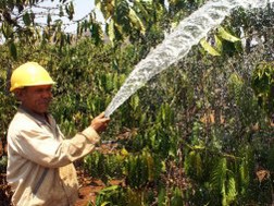 NHNN dành 10.000 tỉ đồng cho vay tái canh cà phê