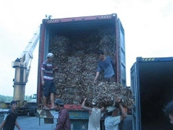 Lá xoài khô mất cơ hội sang Nhật vì tin tức không rõ ràng?