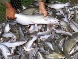 Thượng viện Mỹ vẫn muốn thanh tra cá da trơn