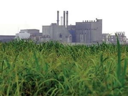 Mỹ can thiệp cứu các nhà máy đường khỏi vỡ nợ