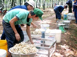 Cao su hết thời lãi khủng