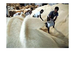 Thái Lan sẽ khôn ngoan theo dõi Ấn Độ để điều chỉnh chính sách lúa gạo