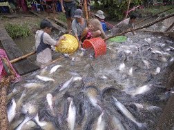 Sản lượng sụt giảm nghiêm trọng, giá cá tra tăng mạnh