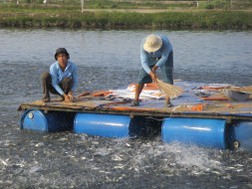 Doanh nghiệp phải ngưng bán cá cho khách hàng mới