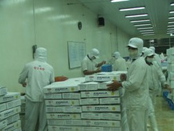 Do lo ngại hụt sản lượng, khách hàng nước ngoài xếp hàng mua cá tra để dự trữ