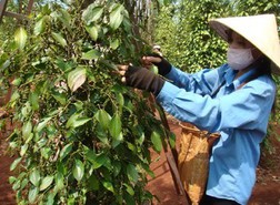 Xuất khẩu hồ tiêu, cà phê: Phía sau ngôi vị cao