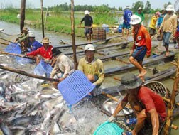 Ước tính xuất khẩu thủy sản tháng 2/2013 giảm 24%