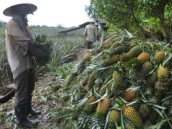 Kiểm soát việc thu mua hàng của thương nhân nước ngoài