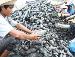 Kiểm soát thương lái Trung Quốc