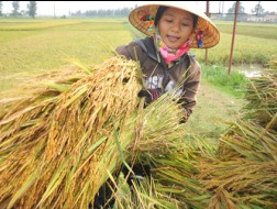 Đóng góp lớn vào nền kinh tế Việt Nam, nhưng người nông dân đang gánh chịu khó khăn, thiệt thòi nhất.