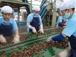 Công nhân đang chế biến hạt điều để xuất khẩu tại một công ty ở Bình Dương. Ảnh: QUANG HUY