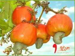 Rủi ro từ nhập khẩu nguyên liệu
