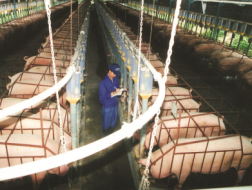 Chăn nuôi phát triển góp phần quan trọng ổn định giá cả thị trường