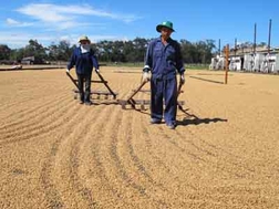  Sản xuất cà phê ở Đăk Lăk. Ảnh: Quang Huy.