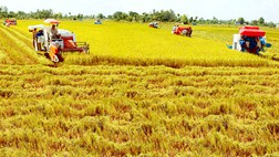 Thu hoạch lúa ở Đồng Tháp Mười. Ảnh: HOÀNG NGUYỄN