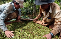 Cà phê “nóng” chuyện gian lận thuế