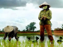 "Gạo là cứu cánh cho nền kinh tế song giá xuất khẩu giảm liên tục, cá tra là cứu cánh của đồng bằng sông Cửu Long lại còn khó hơn, cử tri kêu than rất dữ".