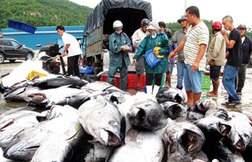 Cá ngừ đại dương vẫn tiếp tục xuống giá