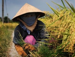 Chuyện thu nhập của sếp Vinafood vào báo cáo gửi Quốc hội