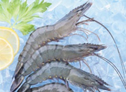 Cơ hội huỷ niêm yết của vua tôm Minh Phú nhìn từ con số 12%