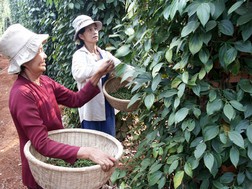 Phần lớn doanh nghiệp xuất khẩu tiêu muốn được hoàn thuế phải chờ cơ quan thuế xác minh đến tận người bán đầu tiên - Ảnh: Đ.N.Thạch