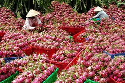 Thu hoạch thanh long ở Bình Thuận.