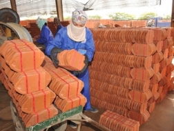 DTC lên kế hoạch lỗ năm thứ 2 liên tiếp