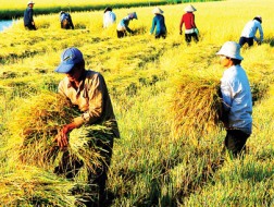 Ba khoảng trống &ldquo;rủi ro&rdquo; của nông nghiệp Việt Nam