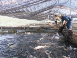 Người nuôi cá tầm cầu cứu