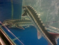 Metro Hà Nội kinh doanh cá tầm có xuất xứ trong nước 