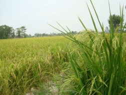 "Tôi rất tâm tư mỗi khi đọc tin lại có nông dân bỏ ruộng"