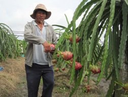 Thanh long TQ giành thị trường xuất khẩu