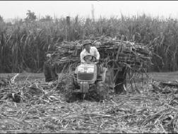 Thu hoạch mía trên cánh đồng mẫu lớn ở xã Vân Sơn, huyện Triệu Sơn (Thanh Hóa).