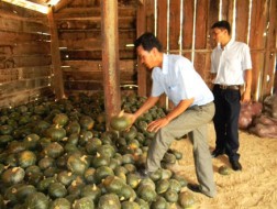 Ôm nợ vì giống bí Trung Quốc